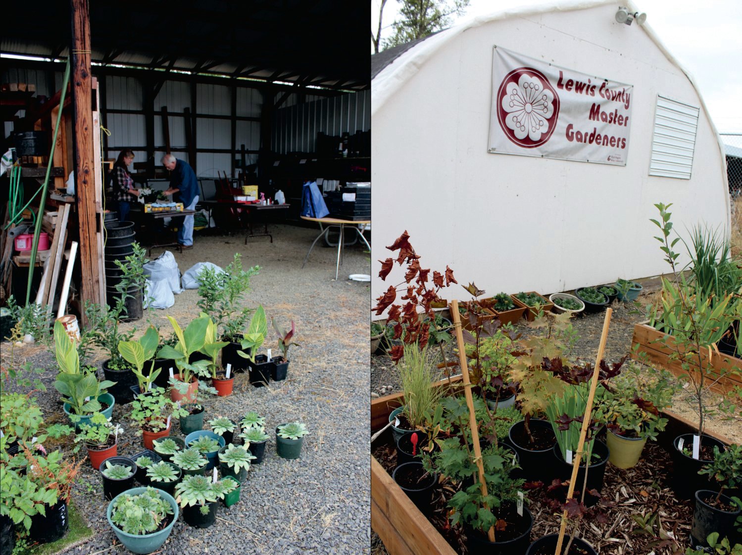 Master Gardeners prepare for their annual plant sale at the Borst Park Demonstration Garden last year.
